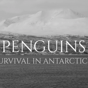 Penguins - Survival in Antarctica - Documentary short